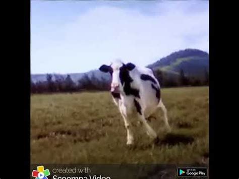 komik inek dansı 4